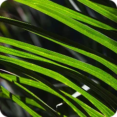 Saw Palmetto y ortiga mayor